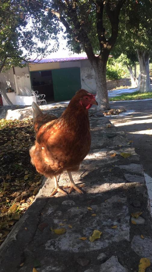A Pousada Αγρόκτημα Χελωναριά - Agroktima Chelonaria Chrani Exterior foto